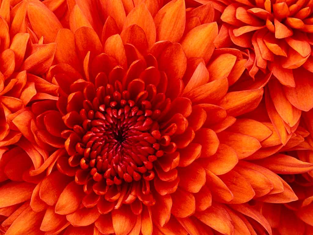 PG_659689_Chrysanthemum.jpg